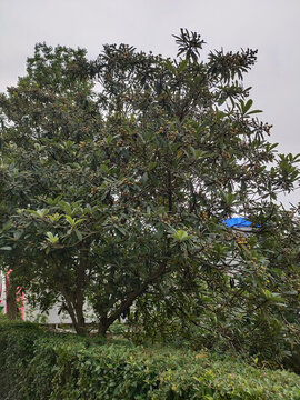 枇杷樹
