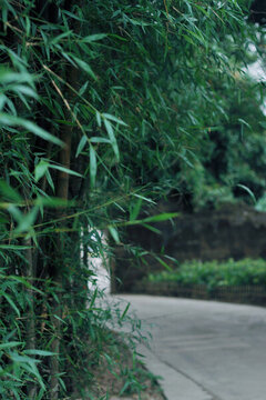 墨園村風(fēng)光