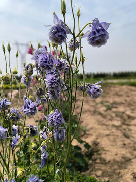 耬斗菜紫色小花