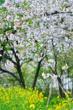 武漢東湖公園櫻花園