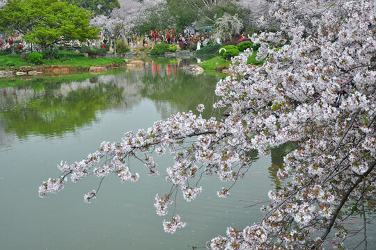武漢東湖公園櫻花園