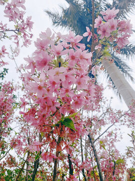 櫻花