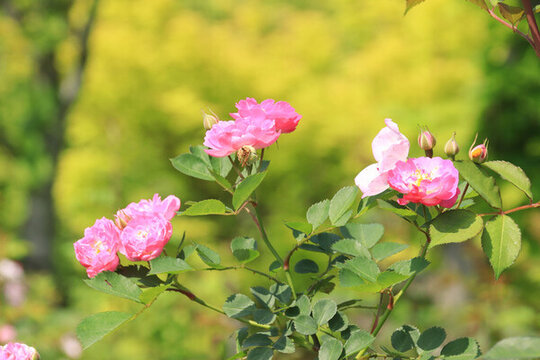盛開的薔薇