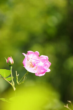 夢幻薔薇