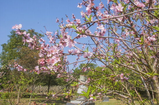 桃花枝