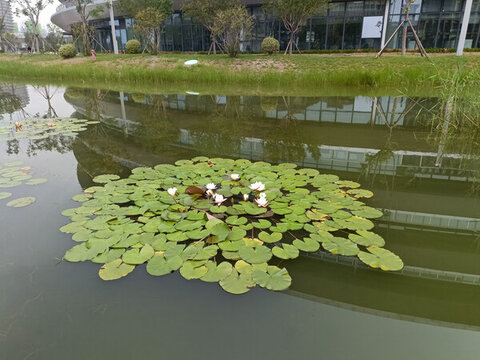 睡蓮