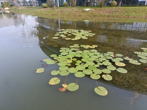 睡蓮