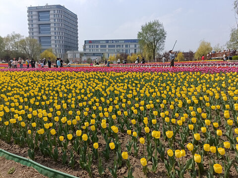 郁金香花田