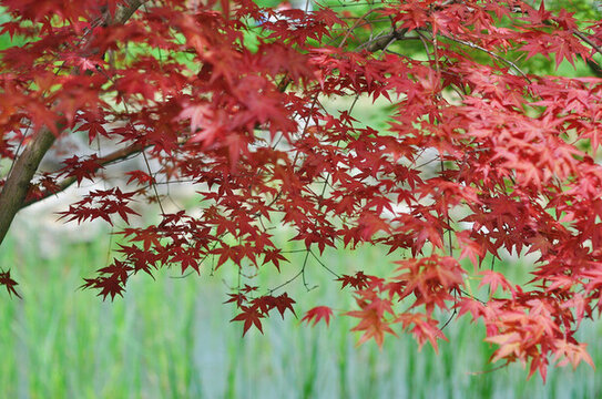 武漢東湖公園