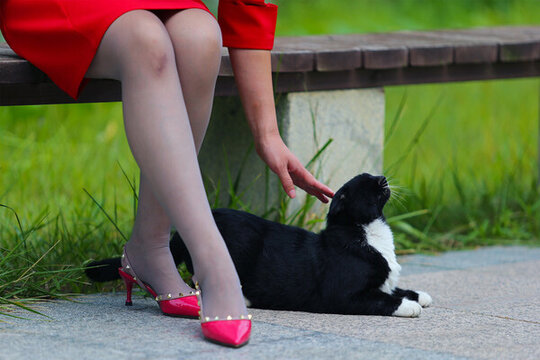 黑猫与美腿
