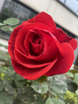 紅色月季薔薇