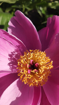 芍藥花