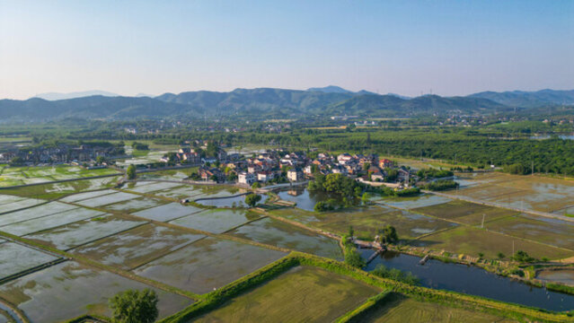 稻田