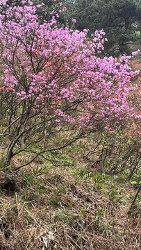 安徽紫金山杜鵑花