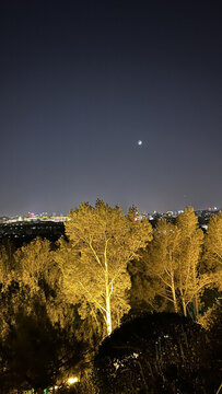 夜晚星空與樹