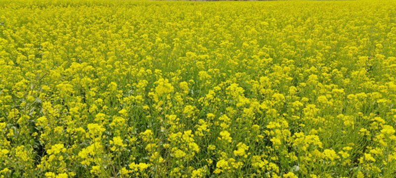 山里的油菜花