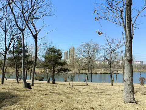 公園的樹林