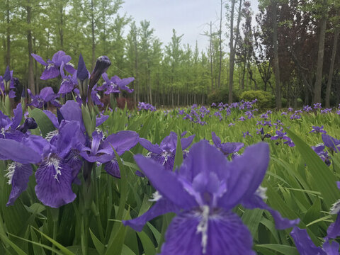 鳶尾花