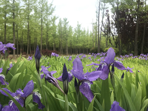 鳶尾花