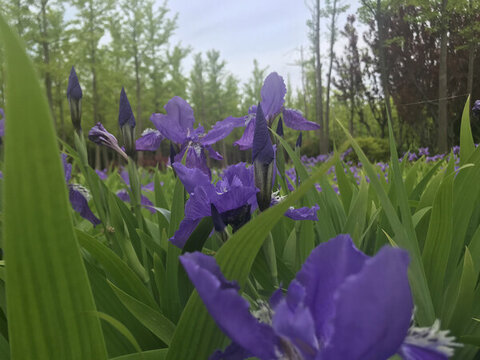 鳶尾花