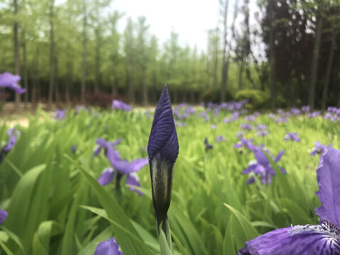 鳶尾花