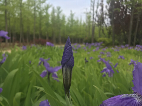 鳶尾花