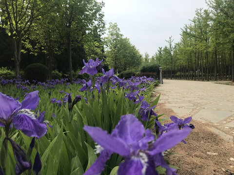 鳶尾花