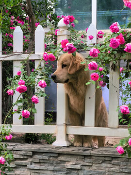 狗狗与鲜花