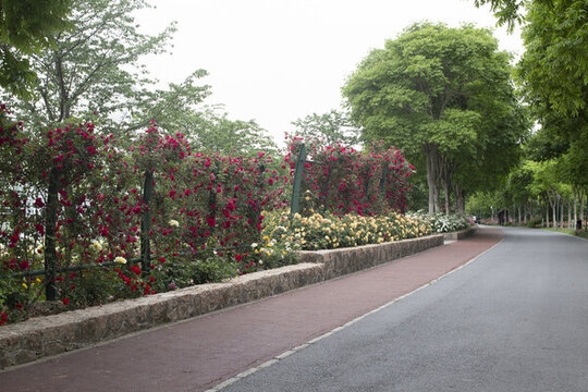 上海寶山顧村公園
