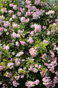 薔薇花墻素材背景