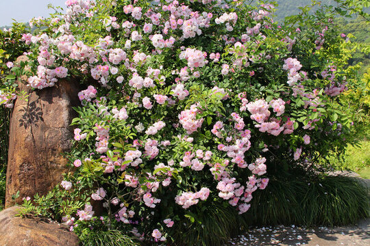植物園薔薇花叢