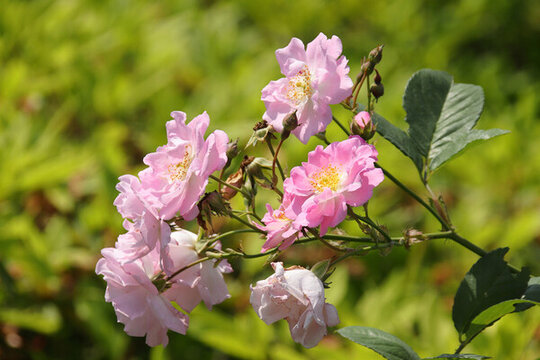 薔薇花