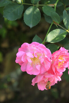 紅薔薇