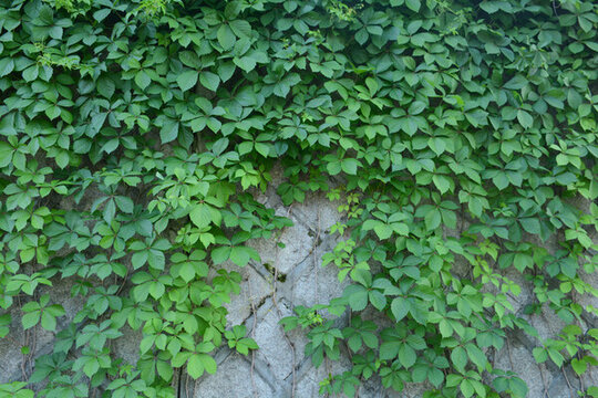 爬山虎綠植墻