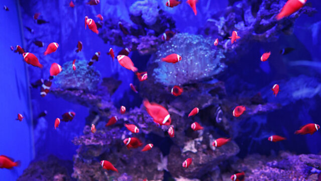 小丑魚