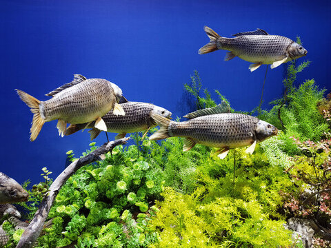 淡水魚