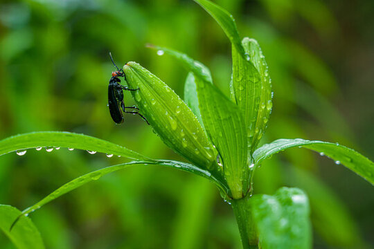 下雨天绿植上的露珠和昆虫特写