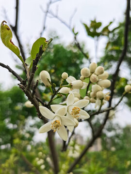 檸檬花