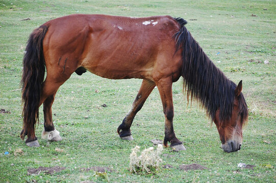 草原上有一只漂亮的棕色野馬