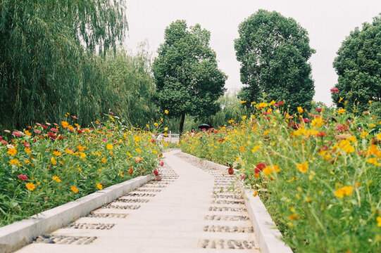 金雞菊花
