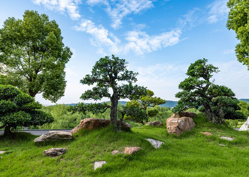 湖北京山對接白蠟