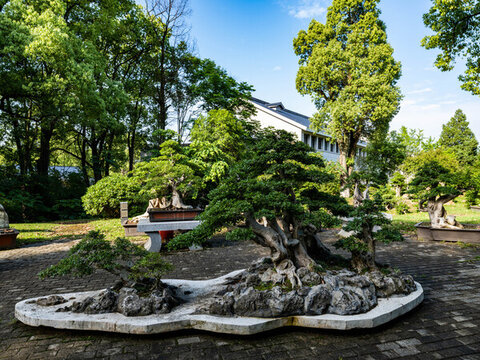 湖北京山園林風(fēng)光對(duì)接白蠟樹