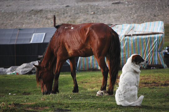 草原上有一匹野馬和一只牧羊犬