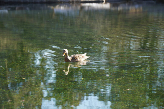 湖中游泳的野鸭