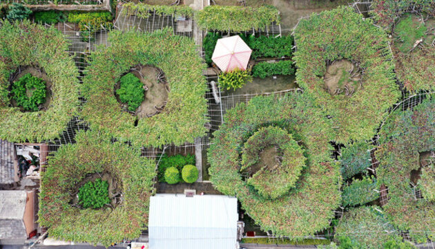 河北宣化漏斗架葡萄園