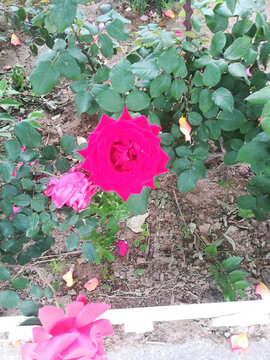 月季花