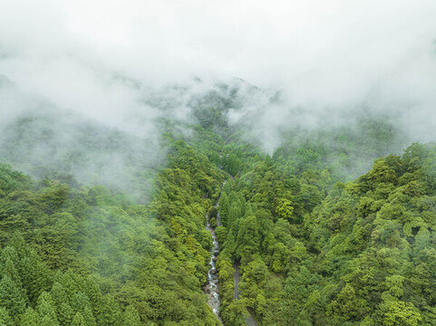 原始森林