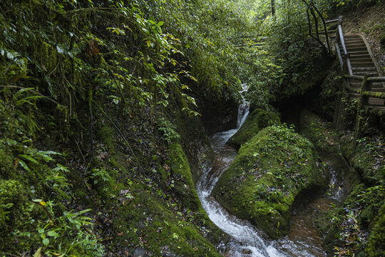 森林溪流青城山