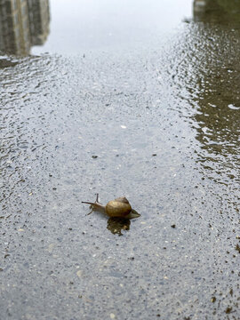 雨后地面上一只爬行的蝸牛