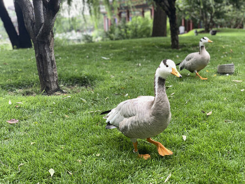 公園草坪上可愛(ài)的鴨子